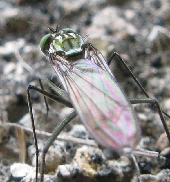 Liancalus virens, Dolichopodidae